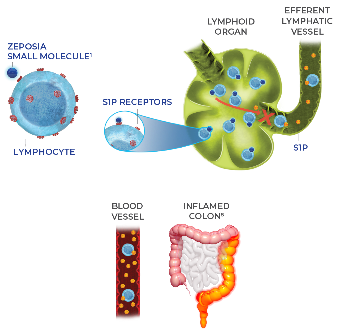 ZEPOSIA Ozanimod Mechanism Of Action For UC For HCPs